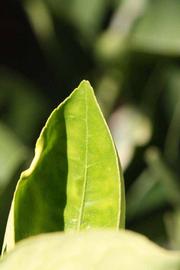              Margin (Riverside, CA)       