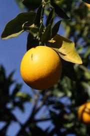              Fruit (Riverside, CA)       