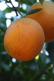              Fruit (Riverside, CA)       