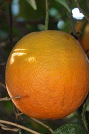              Fruit (Riverside, CA)       