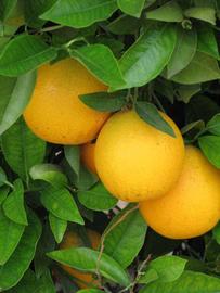            Fruit (Riverside, CA)   