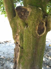              Bark (Winter Haven, FL)       