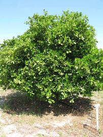            Habit (Winter Haven, FL)   