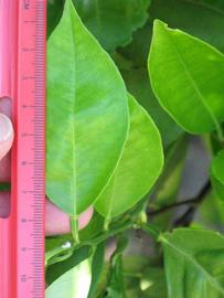              Unifoliolate leaf (Winter Haven, FL)       