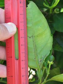              Unifoliolate leaf (Winter Haven, FL)       