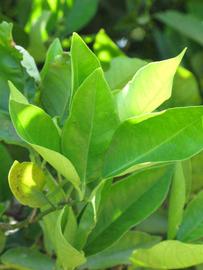              Sun leaves (Winter Haven, FL)       