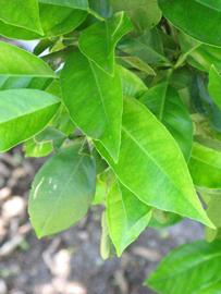              Shade leaves (Winter Haven, FL)       