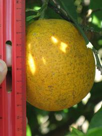            Fruit (Winter Haven, FL)   