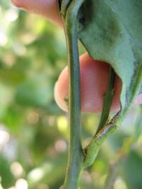              First year twig (Winter Haven, FL)       