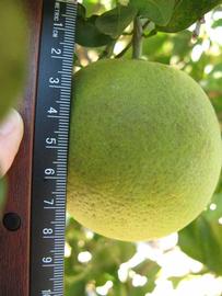              Immature fruit (Winter Haven, FL)       