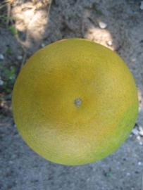              Fruit (Winter Haven, FL)       