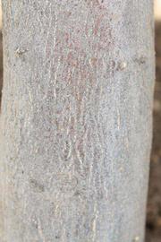            Bark (Riverside, CA)   