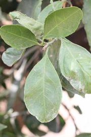              Unifoliolate leaf (Riverside, CA)       