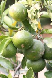            Immature fruit (Riverside, CA)   