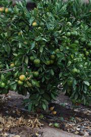            Habit (Riverside, CA)   