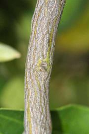              Second - third year twig (Riverside, CA)       