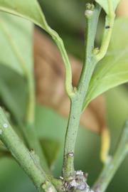            First year twig (Riverside, CA)   