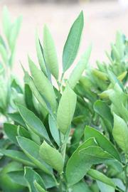              Sun leaves (Riverside, CA)       