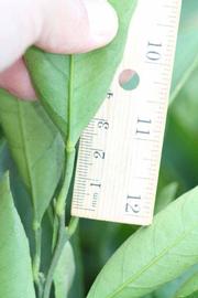              Unifoliolate leaf (Riverside, CA)       