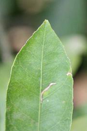              Margin (Riverside, CA)       