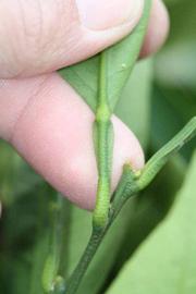              Petiole (Riverside, CA)       