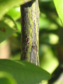              Second - third year twig (Riverside, CA)       