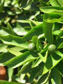              Sun leaves (Riverside, CA)       