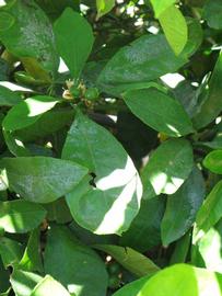              Shade leaves (Riverside, CA)       