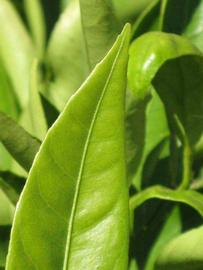              Margin (Riverside, CA)       