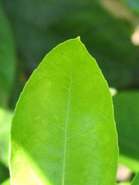              Margin (Riverside, CA)       