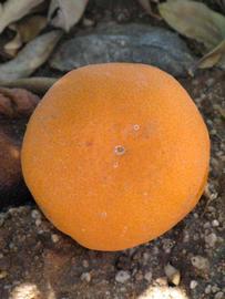            Fruit (Riverside, CA)   