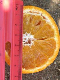            Fruit cross-section (Riverside, CA)   