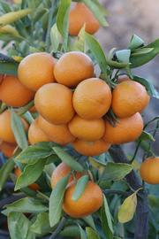              Fruit (Riverside, CA)       