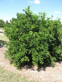            Habit (Winter Haven, FL)   