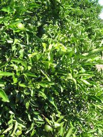              Sun leaves (Winter Haven, FL)       