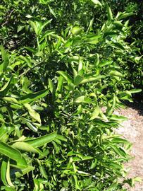              Sun leaves (Winter Haven, FL)       