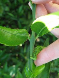              First year twig (Winter Haven, FL)       