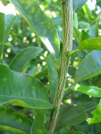              Second - third year twig (Winter Haven, FL)       