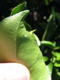              Margin (Winter Haven, FL)       