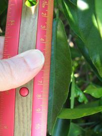              Unifoliolate leaf (Winter Haven, FL)       