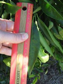              Unifoliolate leaf (Winter Haven, FL)       