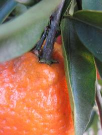              Fruit (Winter Haven, FL)       