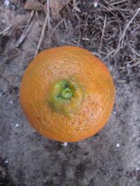              Fruit (Winter Haven, FL)       