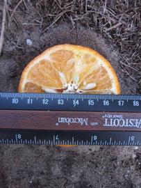              Fruit cross-section (Winter Haven, FL)       