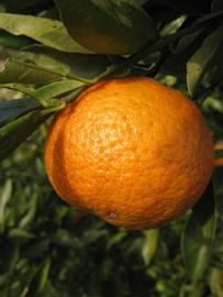              Fruit (Winter Haven, FL)       