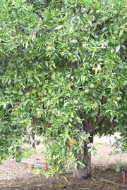            Habit (Riverside, CA)   