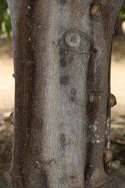            Bark (Riverside, CA)   