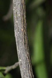              Second - third year twig (Riverside, CA)       