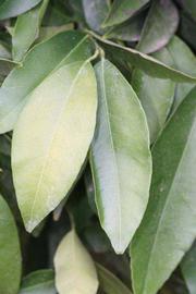              Sun leaves (Riverside, CA)       