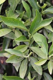              Sun leaves (Riverside, CA)       